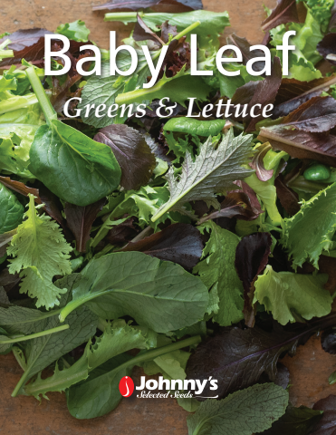 Baby Leaf Greens & Lettuce