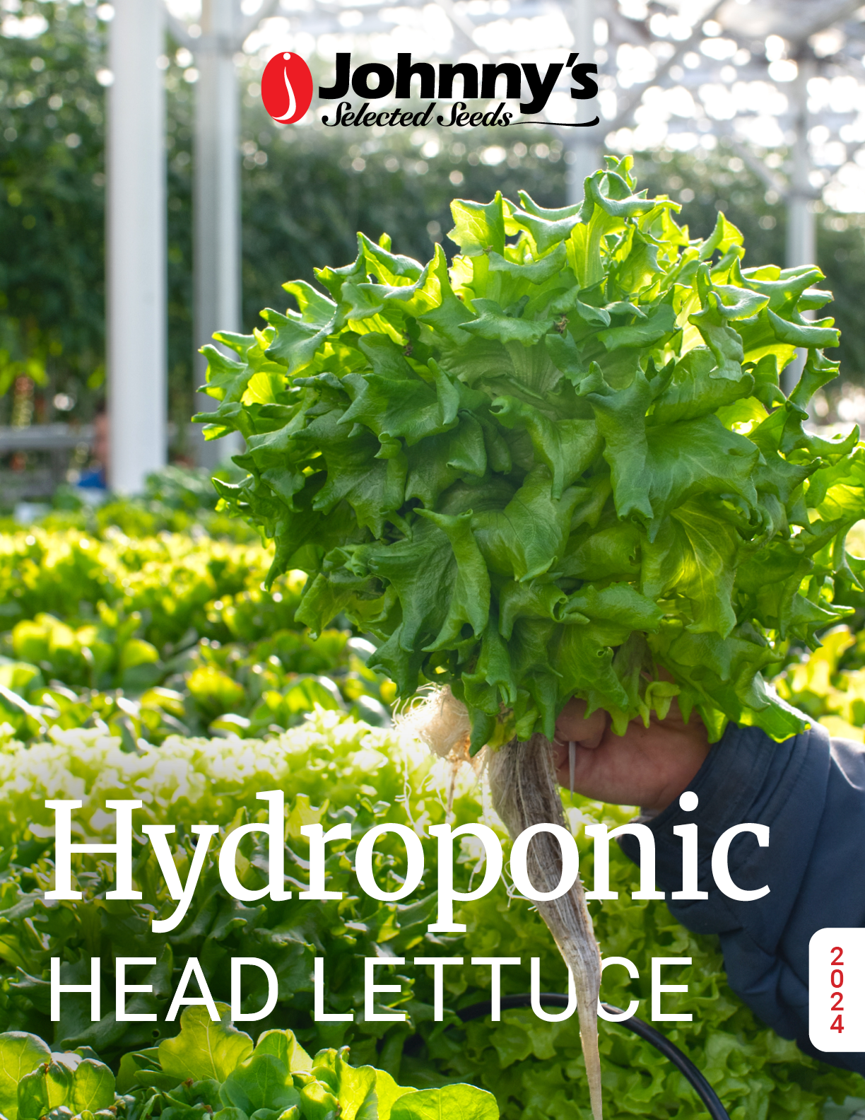 Hydroponic Head Lettuce