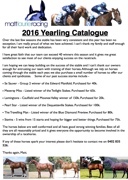 Matt Laurie Racing 2016 Yearling Catalogue