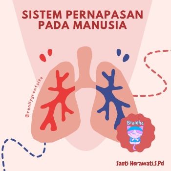 Sistem Pernapasan Pada Manusia