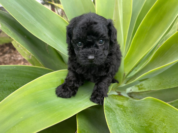 Toypoodle Black Female