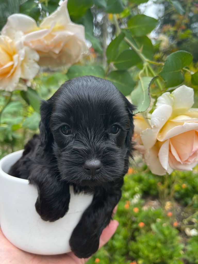 Cavoodle F1 Black F&M