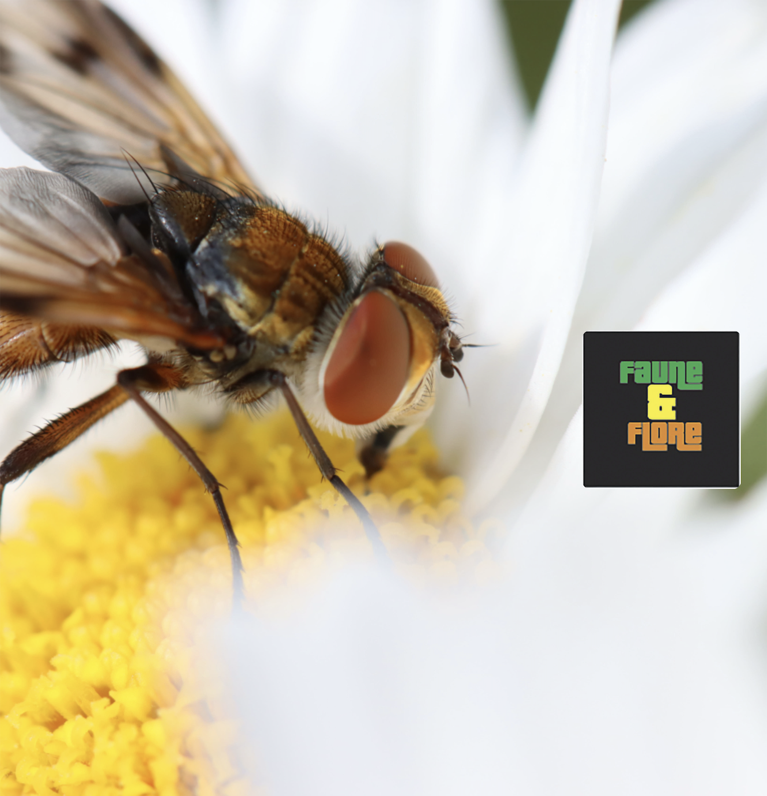 2025 11 19 • faune & flore