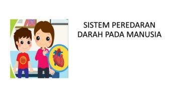 Sistem Peredaran Darah Pada Manusia