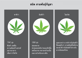 สายพันธุ์