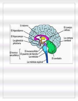 sistema nervioso