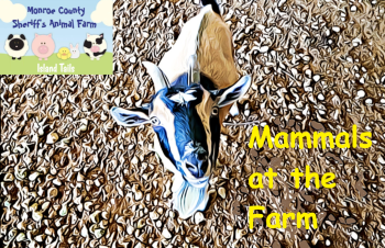 Mammals at the Farm