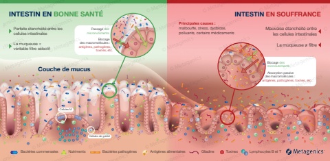 Bloc santé intestinale V5 digital