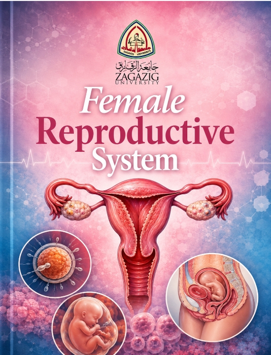 final female rep i handout s8 (2026)