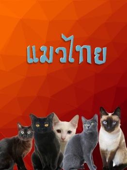 แมวไทย