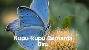 Kupu-kupu Bernama Biru - Presentasi