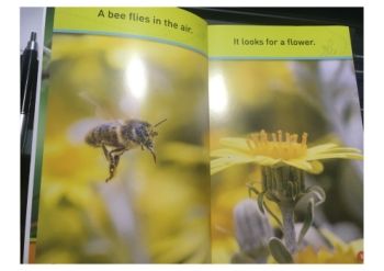 Buzz Bee