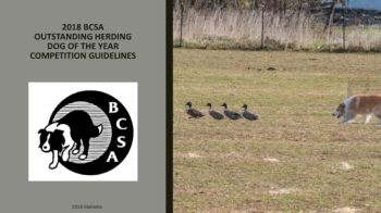 2018 BCSA Herding Dog of the Year Rankings