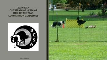 2019 BCSA Outstanding Herding Dog of the Year Rankings_Rev 1