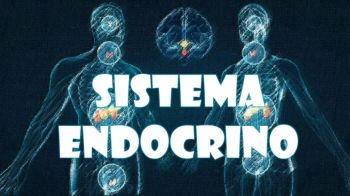 SISTEMA ENDOCRINO