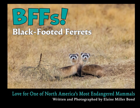 BFFs! Black-Footed Ferrets: Love for One of North America's Most Endangered Mammals