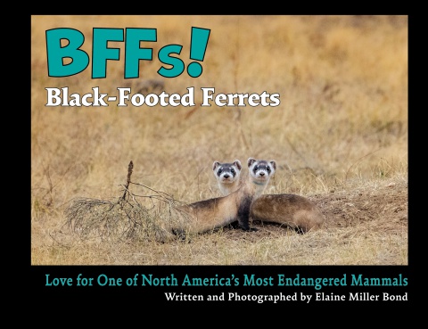BBFs! Black-Footed Ferrets - Elaine Miller Bond