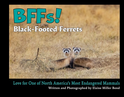 BFFs! Black-Footed Ferrets: Elaine Miller Bond