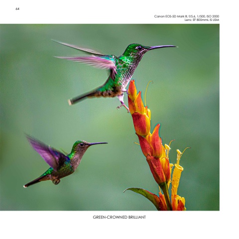 Hummingbirds