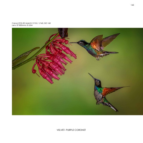 Hummingbirds