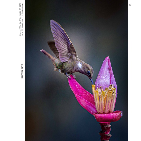 Hummingbirds
