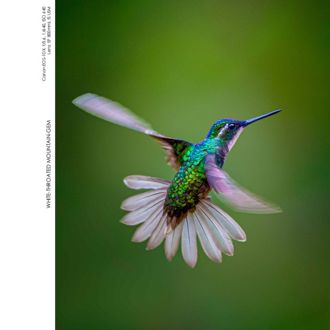 Hummingbirds