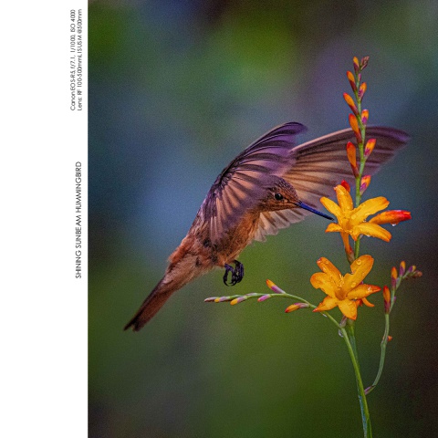 Hummingbirds