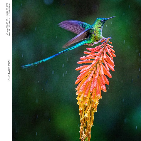 Hummingbirds