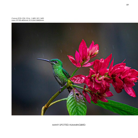 Hummingbirds