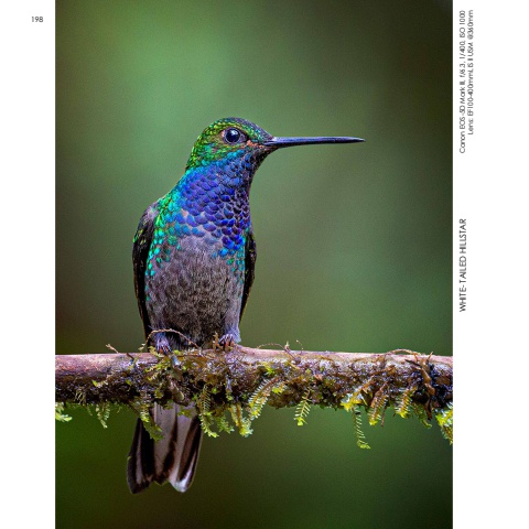Hummingbirds