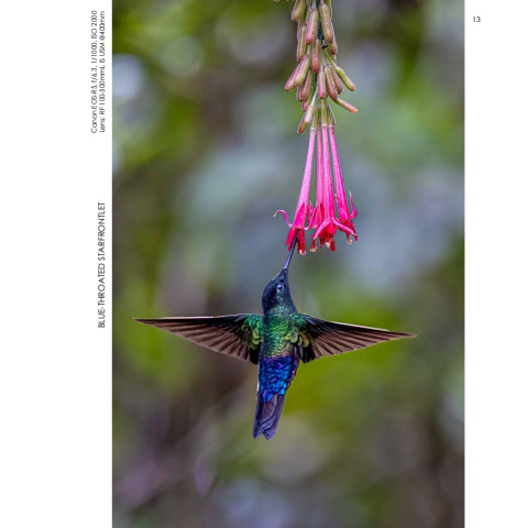 Hummingbirds