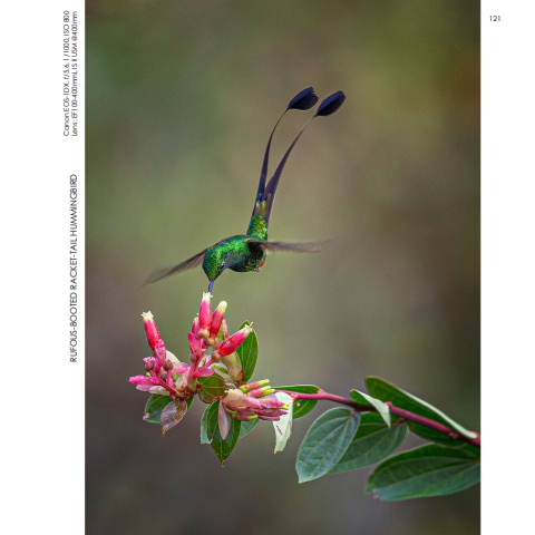 Hummingbirds