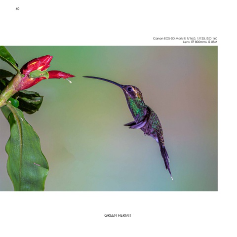 Hummingbirds