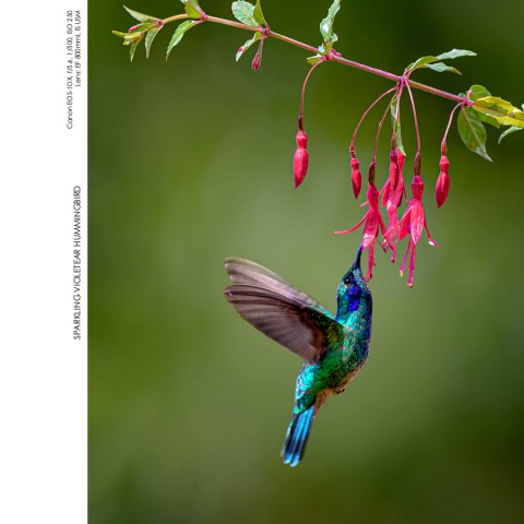 Hummingbirds