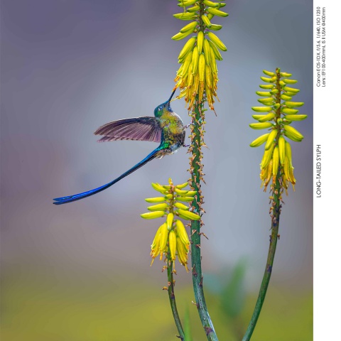 Hummingbirds