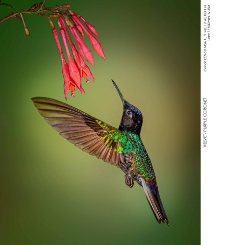 Hummingbirds