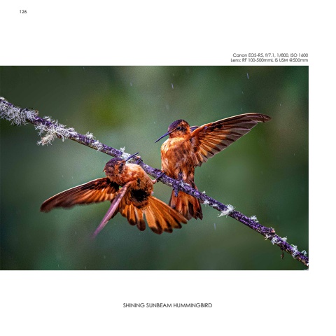 Hummingbirds