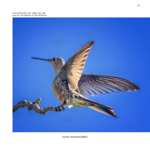 Hummingbirds