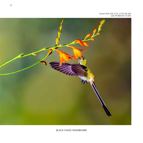 Hummingbirds