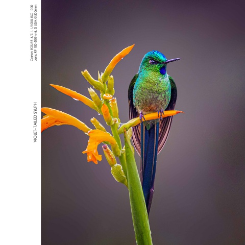 Hummingbirds