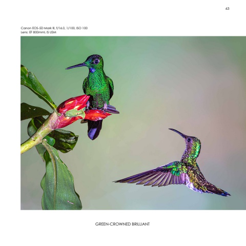 Hummingbirds