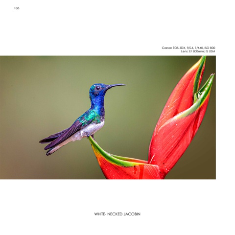 Hummingbirds