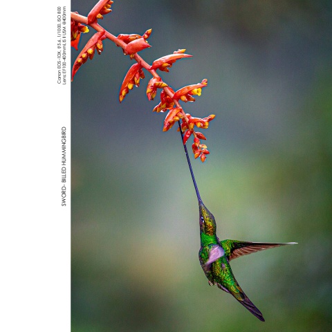 Hummingbirds