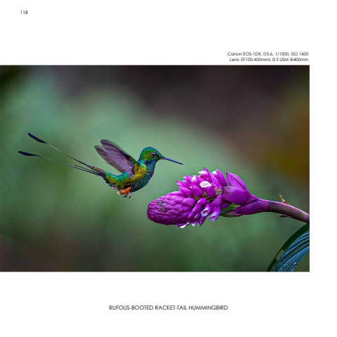 Hummingbirds
