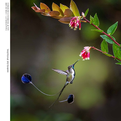 Hummingbirds