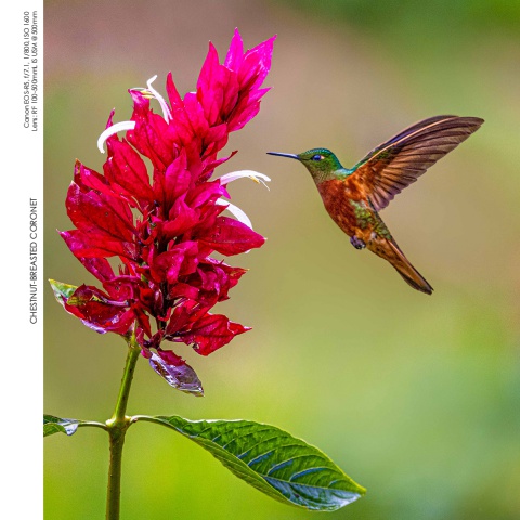 Hummingbirds