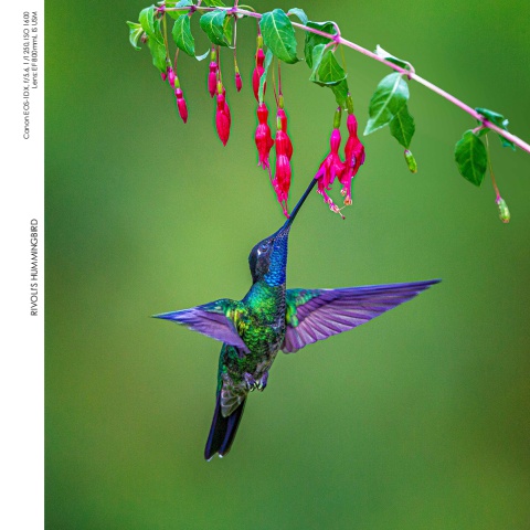 Hummingbirds
