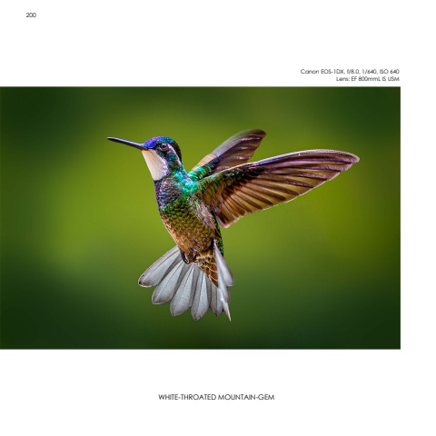 Hummingbirds