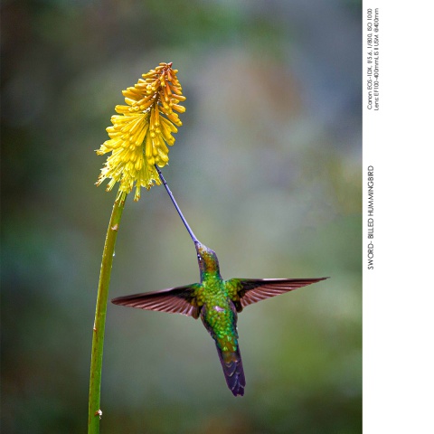 Hummingbirds