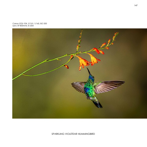 Hummingbirds